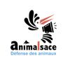 Logo of the association Animalsace