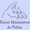 Logo of the association Association nationale des races mulassières du Poitou
