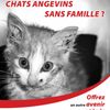 Logo of the association Chats Angevins Sans Famille