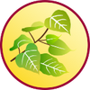 Logo of the association Bouddhisme ancien Pali et Theravada - Bopath