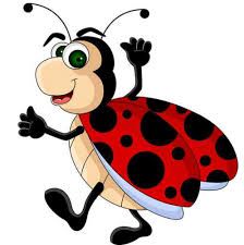 MAM zelle Coccinelle HelloAsso