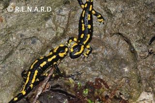 La salamandre tachetée, un amphibien mauvais nageur