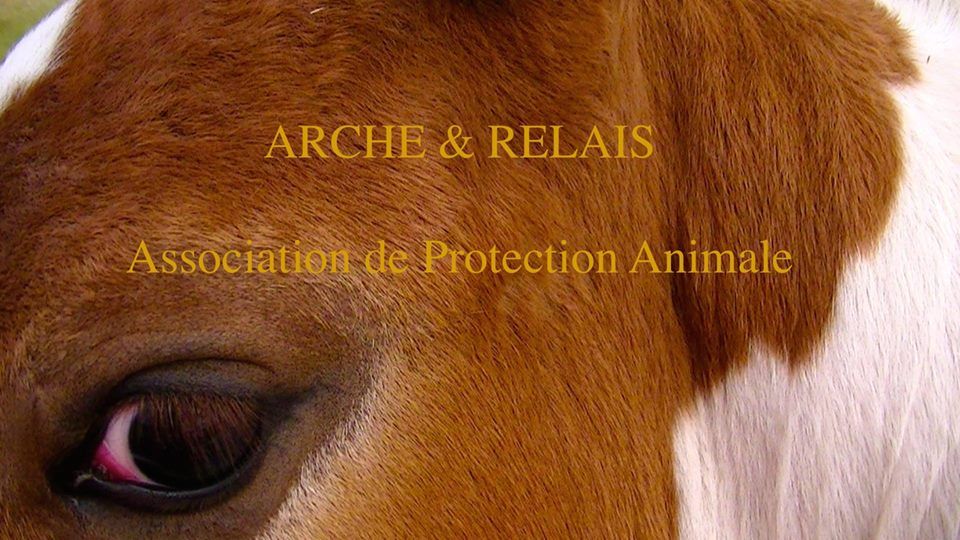 ARCHE ET RELAIS HelloAsso