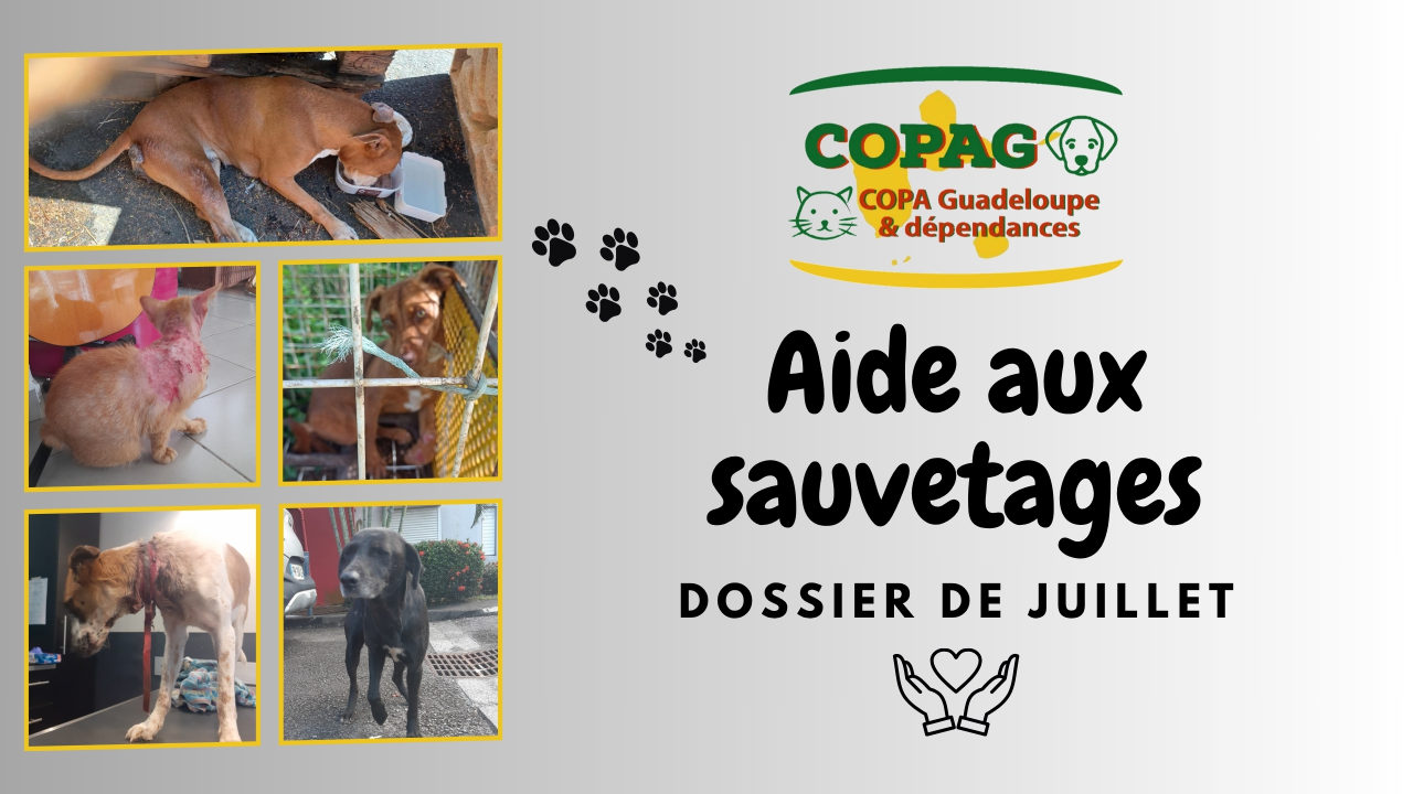 Bannière Aide aux sauvetages - dossier du mois de Juillet 2025