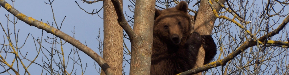 Agrandissement du sanctuaire d'ours Balkasar