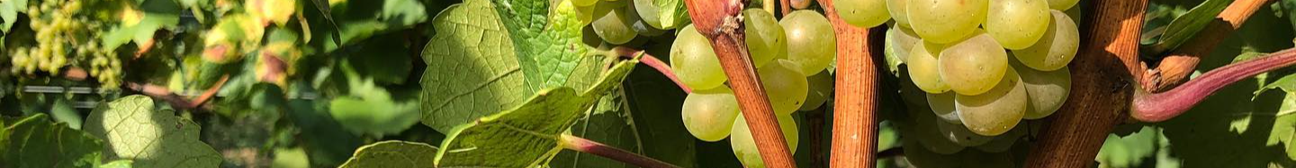 Agroforesterie vigneronne : les plantes compagnes de la vigne