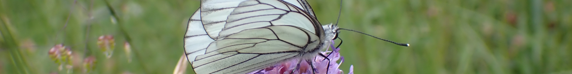 Connaissance des pollinisateurs : participez !