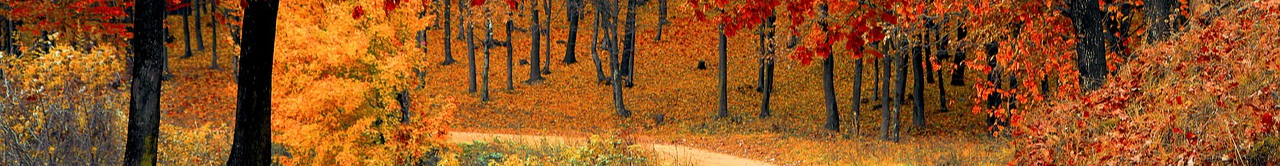 Sophro balade au Parc Leurent à Roncq 