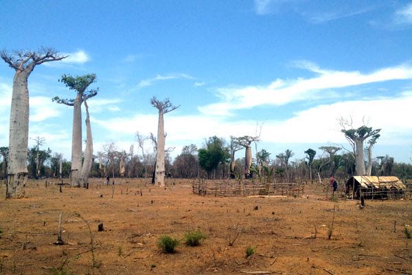 Hatsake - forêt de Baobabs