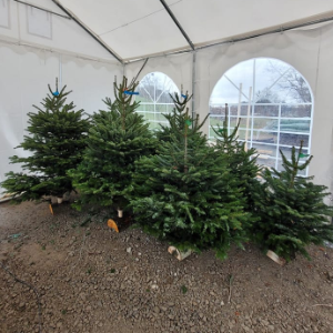 Vente de sapins de noel jusqu'au 4 décembre et livraison à partir du 8