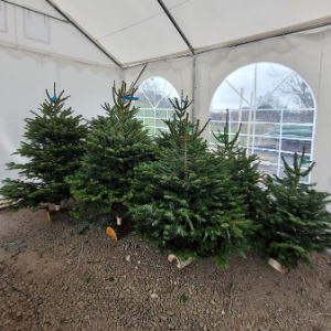 Vente de sapins de noel jusqu'au 4 décembre et livraison à partir du 8