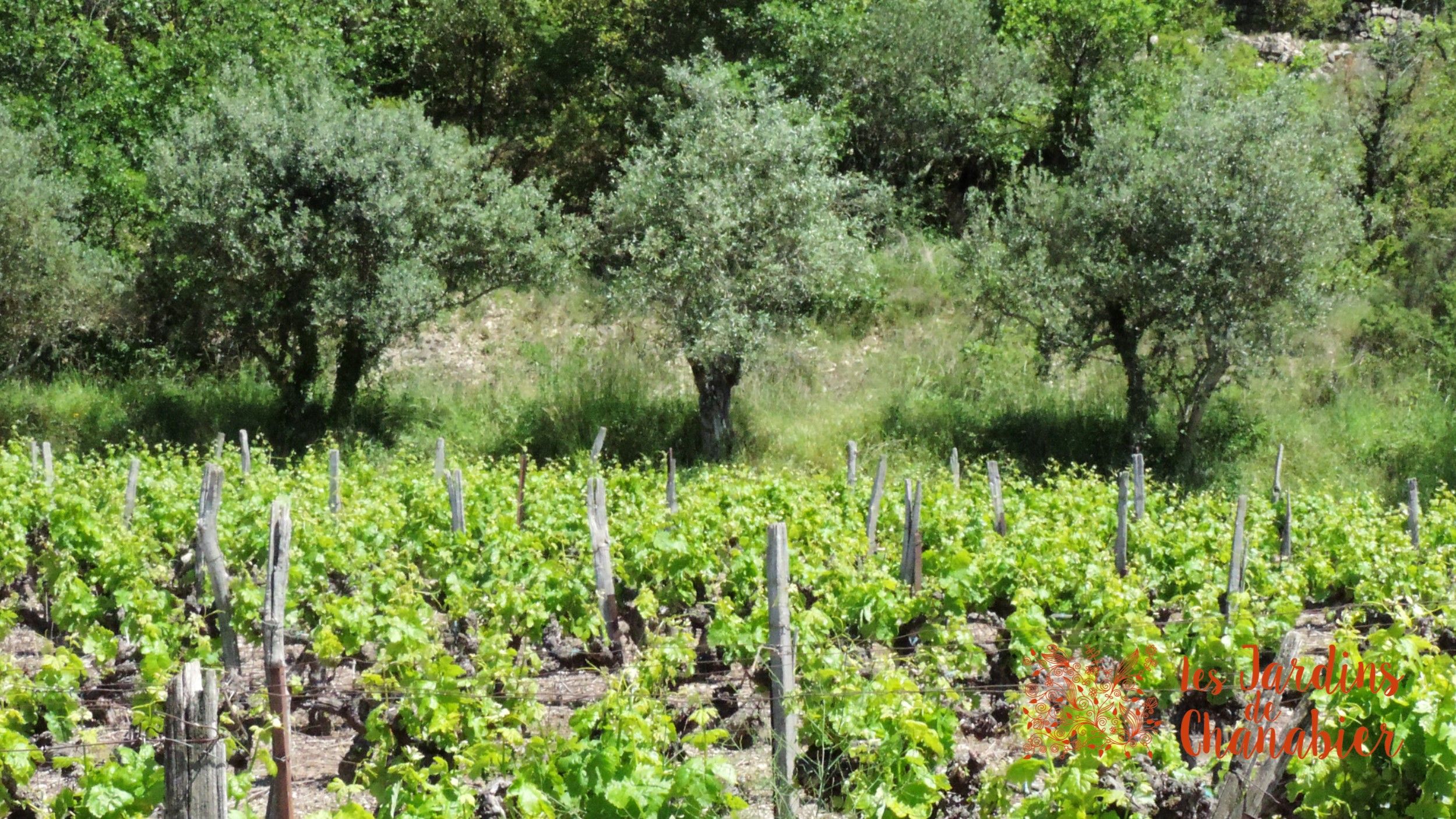 Vignes et oliviers